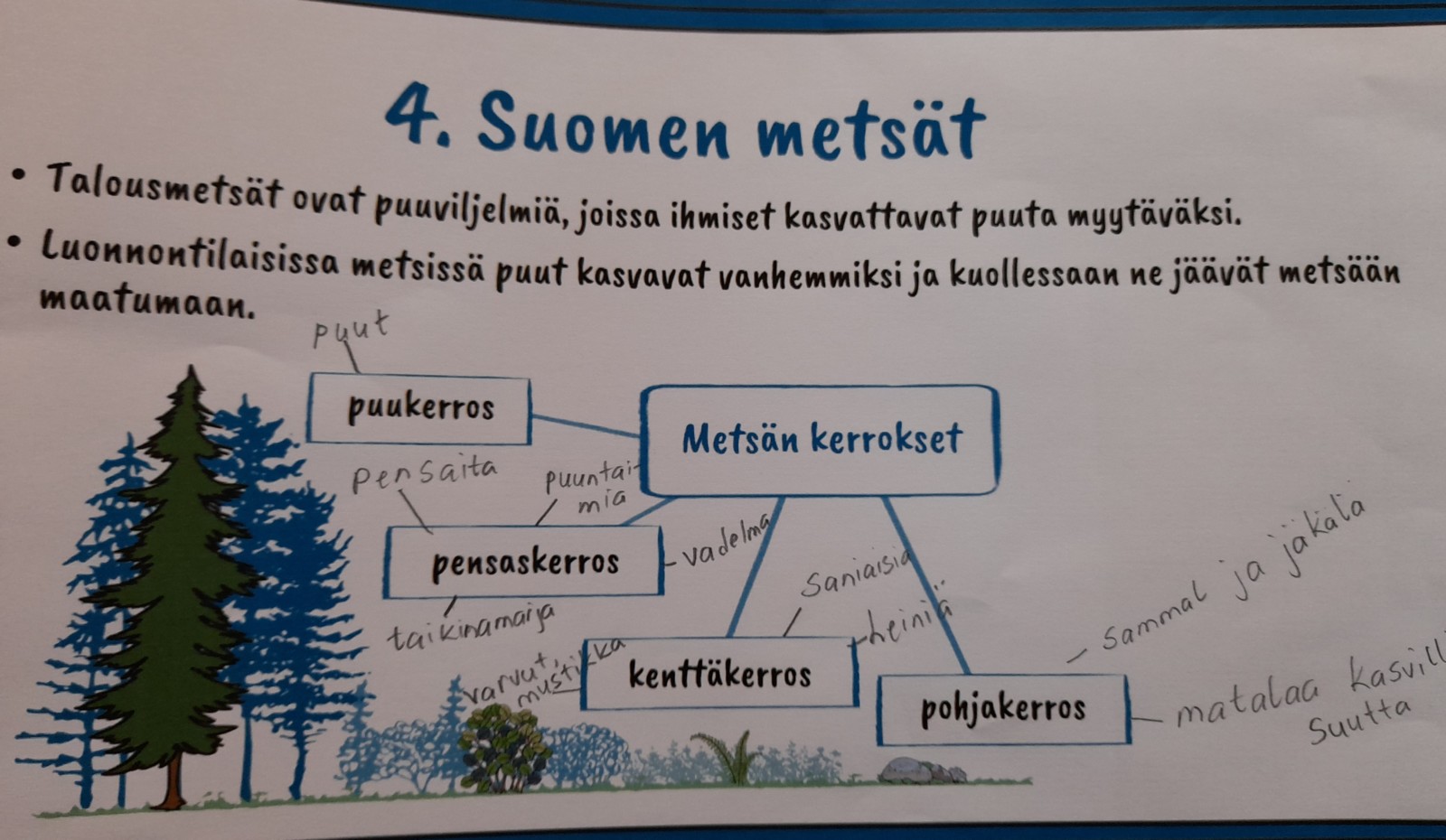 Tehtävämoniste Suomen metsistä.